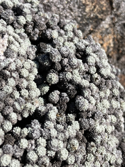 (c) Cara-Lisa Schloots, some rights reserved (CC BY) Raoulia bryoides, photograph (c) Cara-Lisa Schloots, some rights reserved (CC BY)