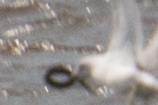Lampetra fluviatilis