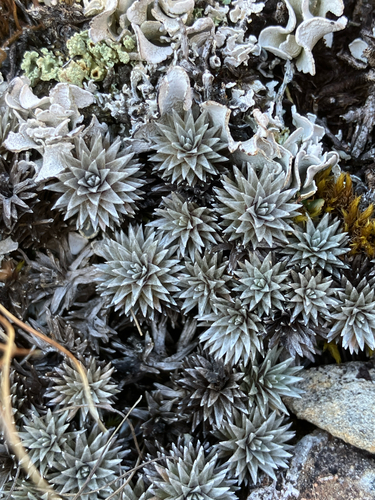 Raoulia grandiflora