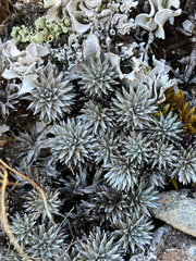 Raoulia grandiflora