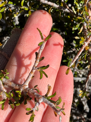 Pittosporum anomalum, photograph (c) Cara-Lisa Schloots, some rights reserved (CC BY)