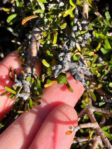 Pittosporum anomalum, photograph 4