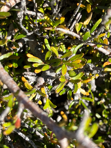 Pittosporum anomalum