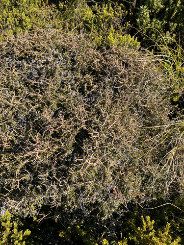 Pittosporum anomalum, photograph 3