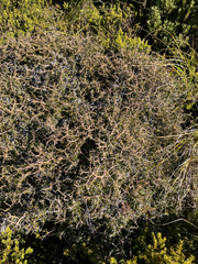 Pittosporum anomalum, photograph (c) Cara-Lisa Schloots, some rights reserved (CC BY)
