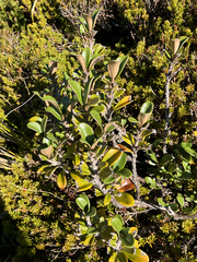 Brachyglottis bidwillii, photograph (c) Cara-Lisa Schloots, some rights reserved (CC BY)