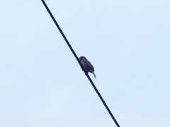 Haemorhous mexicanus