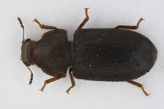 Cis rugulosus