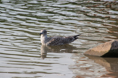 Larus argentatus