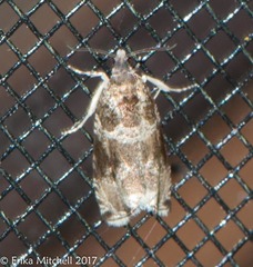 Olethreutes fasciatana