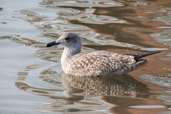 Larus argentatus