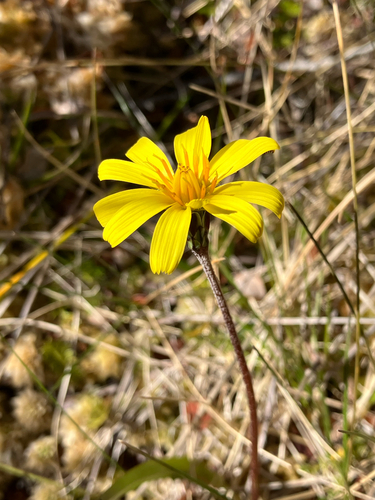 Microseris scapigera, 2026-04-26