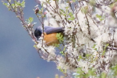 Conirostrum sitticolor