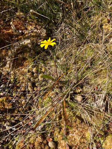 Microseris scapigera, photograph 5