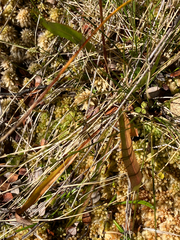 Microseris scapigera, photograph (c) Cara-Lisa Schloots, some rights reserved (CC BY)