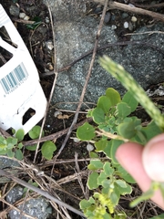 Chenopodium acuminatum virgatum