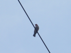 Haemorhous mexicanus