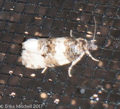 Olethreutes fasciatana