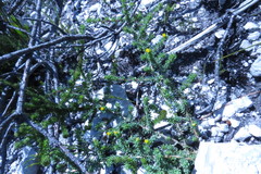 Aspalathus juniperina juniperina