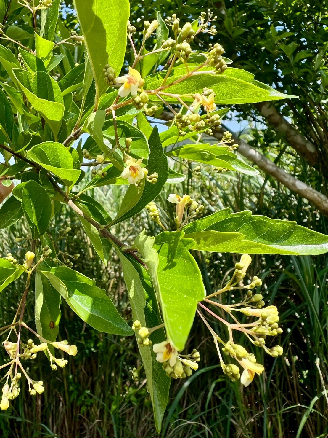 Imagem de Premna microphylla