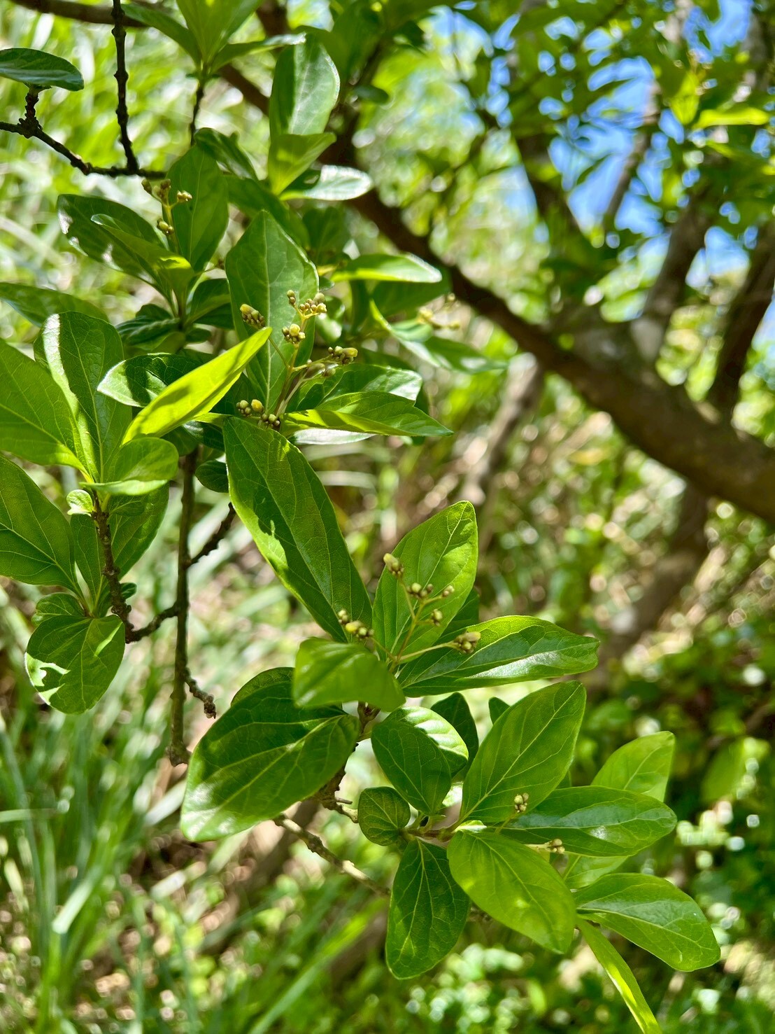 Imagem de Premna microphylla