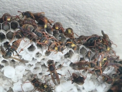 Polistes humilis humilis