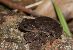 Pseudophryne bibronii