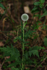 Echinops exaltatus