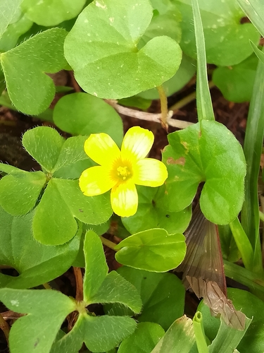 Creeping Woodsorrel