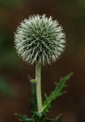 Echinops exaltatus
