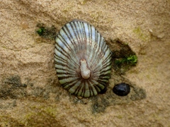 Siphonaria funiculata