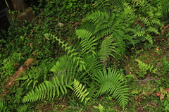 Pseudocyclosorus esquirolii