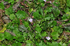 Mazus goodenifolius