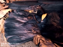 Corvus coronoides coronoides