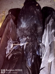 Corvus coronoides coronoides