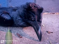 Corvus coronoides coronoides