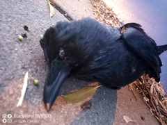 Corvus coronoides coronoides