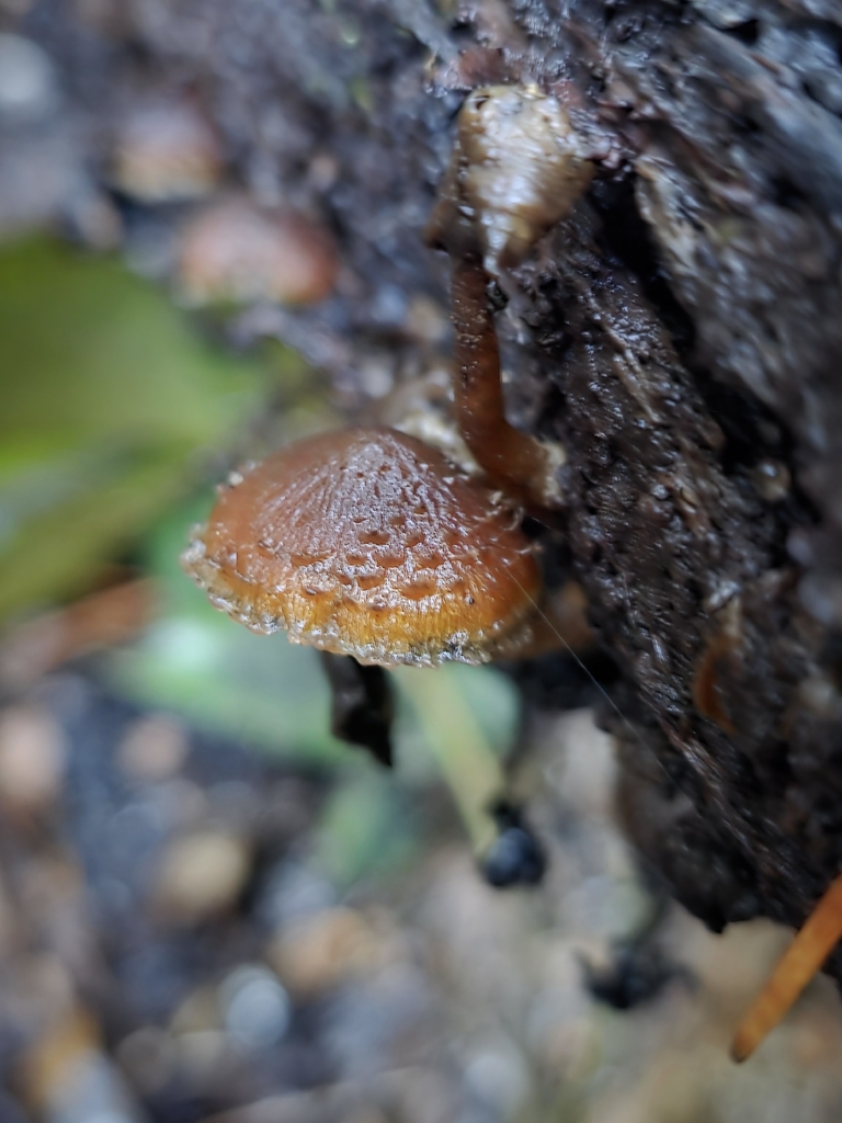 Psathyrella echinata · April 2026 · photo: © nicnation (iNaturalist, cc-by)