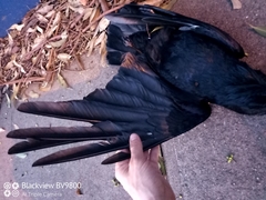 Corvus coronoides coronoides