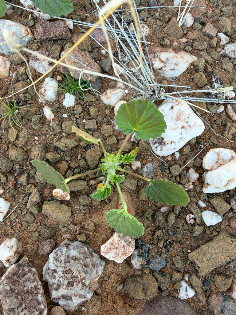 Monsonia umbellata, Hardap, NA