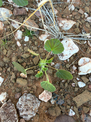 Monsonia umbellata