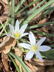 Ornithogalum fimbriatum