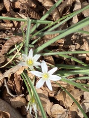 Ornithogalum fimbriatum