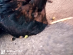 Corvus coronoides coronoides