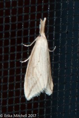 Donacaula longirostrallus