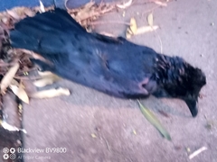 Corvus coronoides coronoides