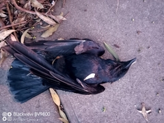 Corvus coronoides coronoides