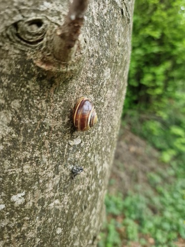 Cepaea hortensis
