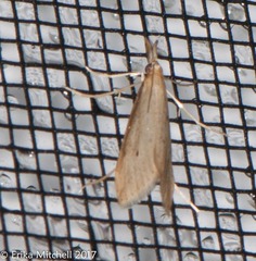 Donacaula melinellus