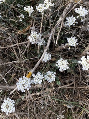 Noccaea macrantha